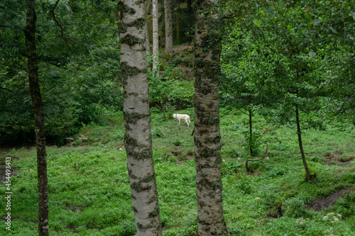 Fototapeta Naklejka Na Ścianę i Meble -  View of a Canis lupus arctos among the trees of a green forest