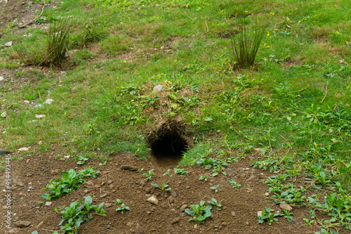 Marmot burrow in a vegetated meadow