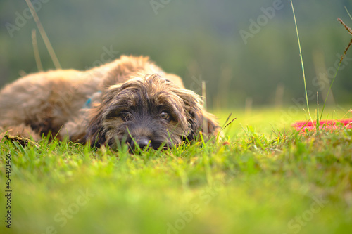 A close-up of a 3 and a half month old Catalan Shepherd puppy lying on the grass