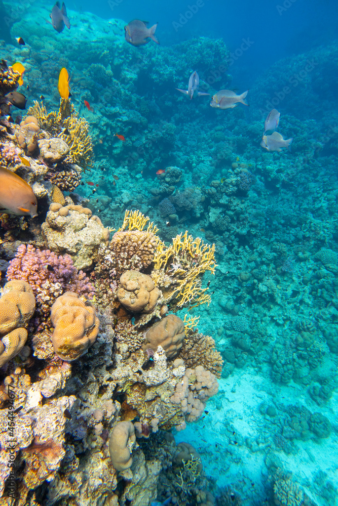 Fototapeta premium Colorful coral reef at the bottom of tropical sea, hard corals and fishes Anthias, underwater landscape