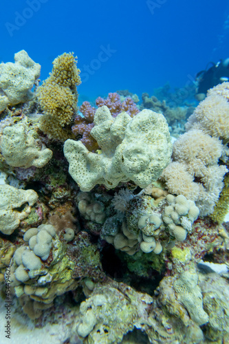 Colorful coral reef at the bottom of tropical sea, white sea sponge, underwater landscape