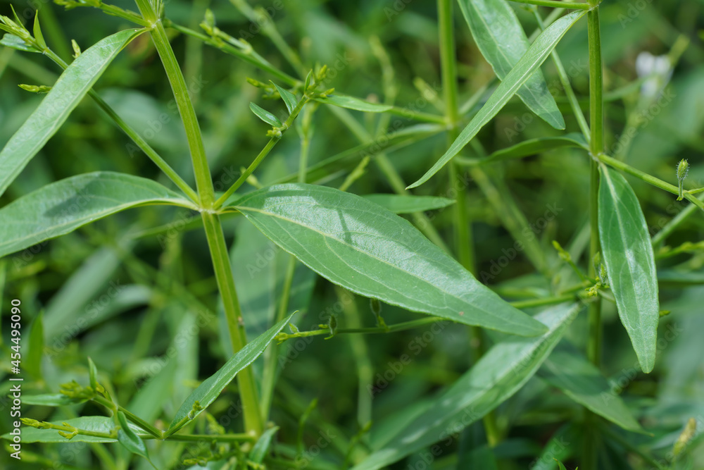 Close up of Kariyat leaves or The Creat plant Close up of Kariyat leaves or The Creat plant
