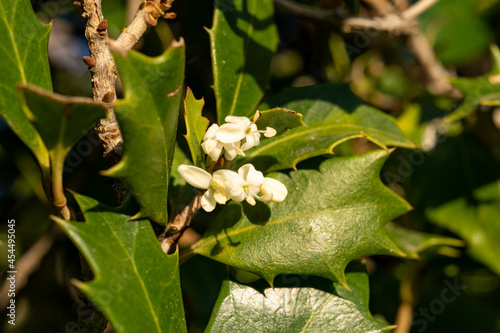 Flower of holly olive - Osmanthus heterophyllus - are bloom in Fukuoka prefecture, JAPAN. photo