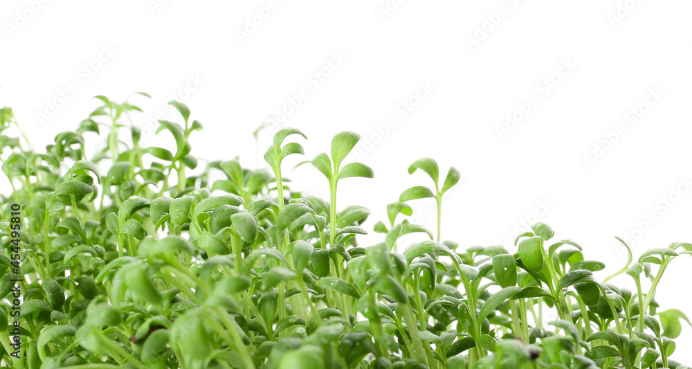 Fresh micro green on white background, closeup Fresh micro green on white background, closeup