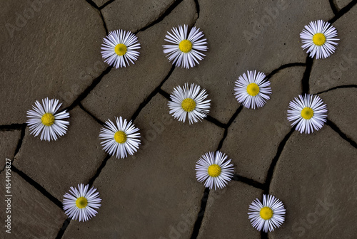 Small daisies on cracked  dry ground