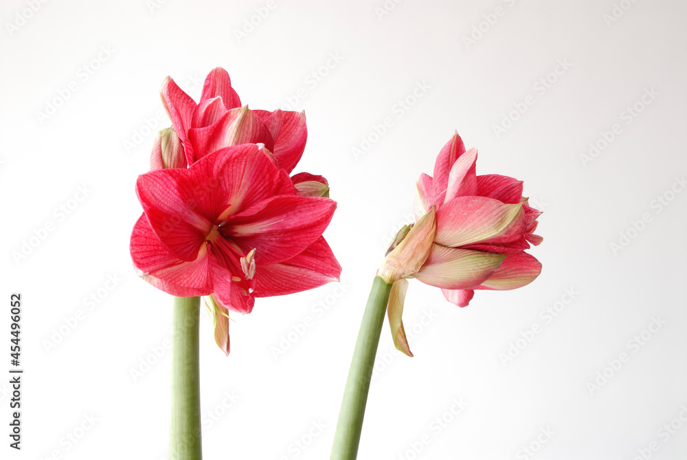 red tulips isolated on white