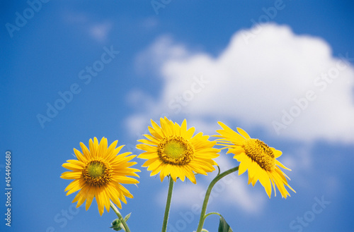 yellow sunflower against blue sky