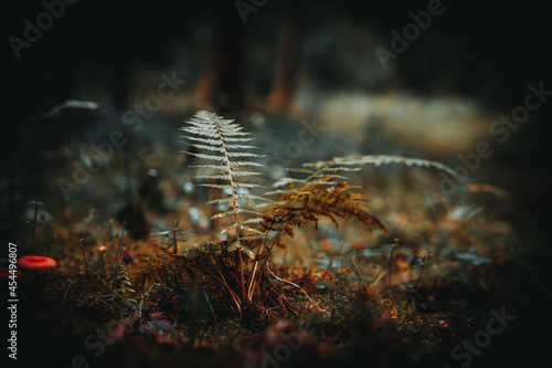 Der Wald im Spätsommer © CreativeImage