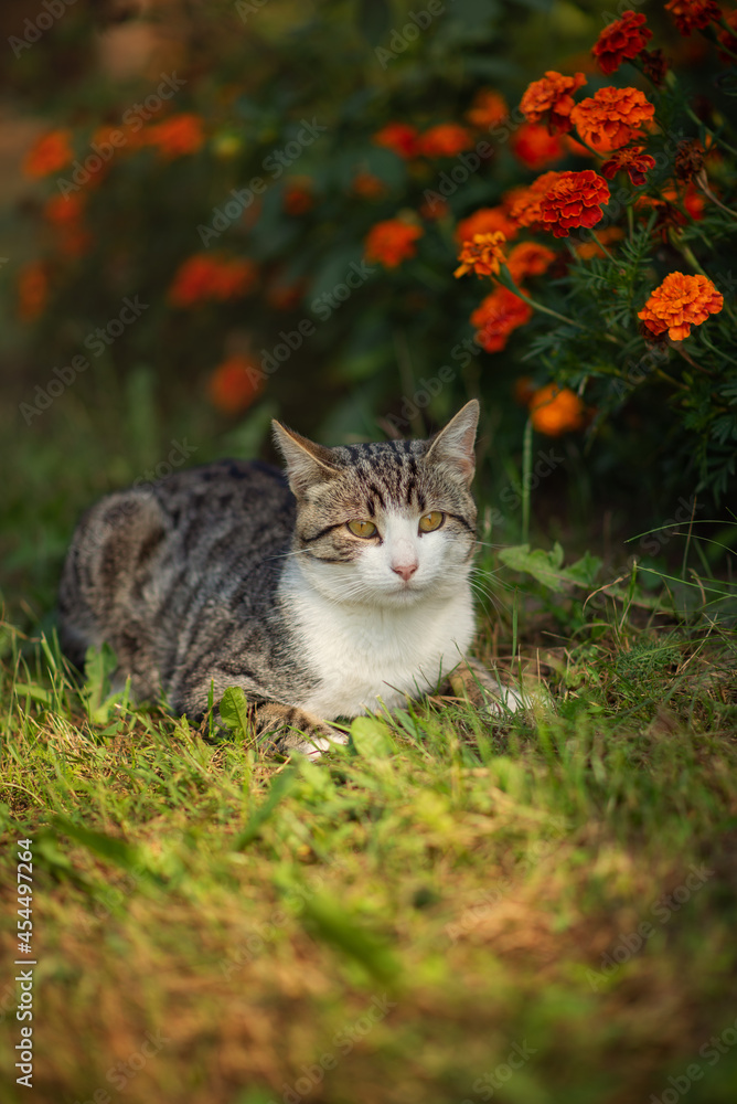 Fototapeta premium Photo of a striped cat near a flower bed.