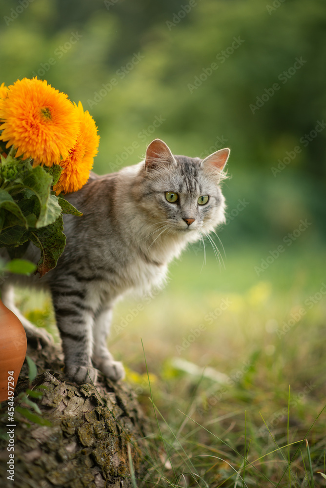 Photo of a gray fluffy cat near yellow sunflowers.