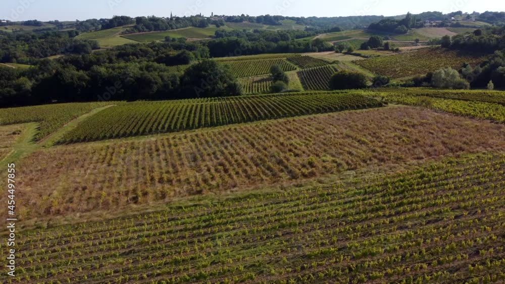 Aerial view Bordeaux Vineyard, fallow and disease-ridden vineyards alongside healthy vines, risk of mildew and flavescence doree in neighbouring parcels, High quality 4k footage Aerial view Bordeaux Vineyard, fallow and disease-ridden vineyards alongside healthy vines, risk of mildew and flavescence doree in neighbouring parcels, High quality 4k footage