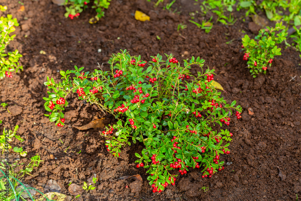 Obraz premium Vaccinium vitis-idaea Koralle in garden