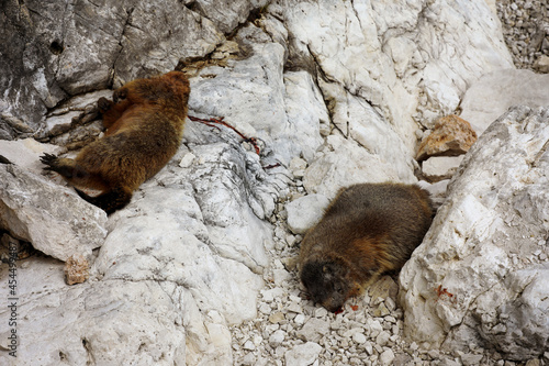 Dead marmot marmots after a fight photo