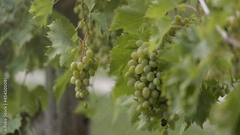 Closeup of white grapes on vine in bright sunlight Closeup of white grapes on vine in bright sunlight