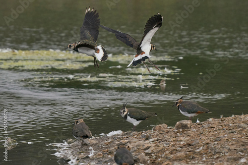 Lapwing (Vanellus vanellus) landing on an island in a lake at Langford Lakes Nature Reserve in Wiltshire, England, United Kingdom