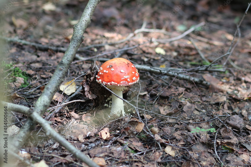 Close-up shot of a mushroom in the forest Close-up shot of a mushroom in the forest