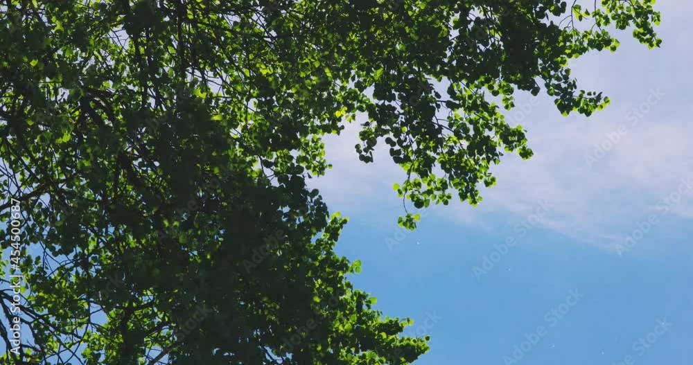 Vibrant green leaves on a tree blowing in the wind Vibrant green leaves on a tree blowing in the wind