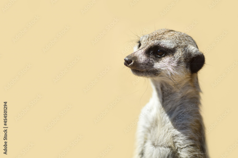 Fototapeta premium Meerkat on a sandy background close up