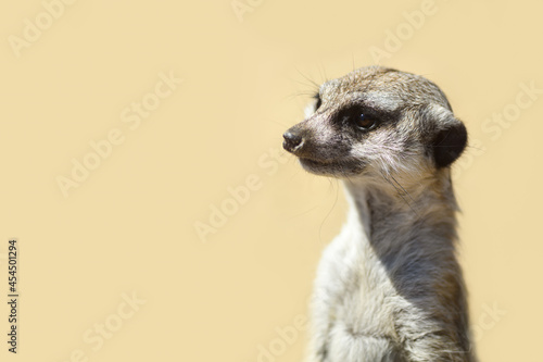 Meerkat on a sandy background close up