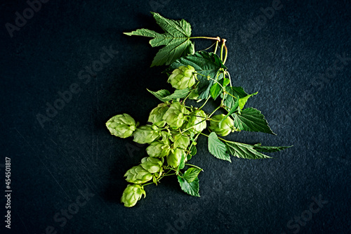 Hop plant with hops on dark stone background