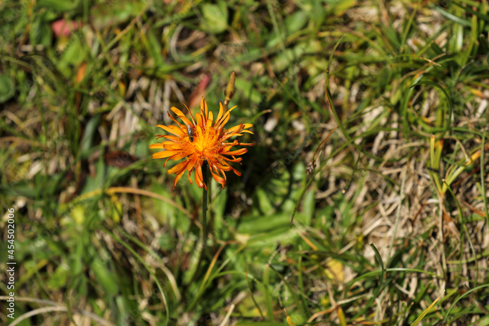 Hawkweed on a meadow in the mountains