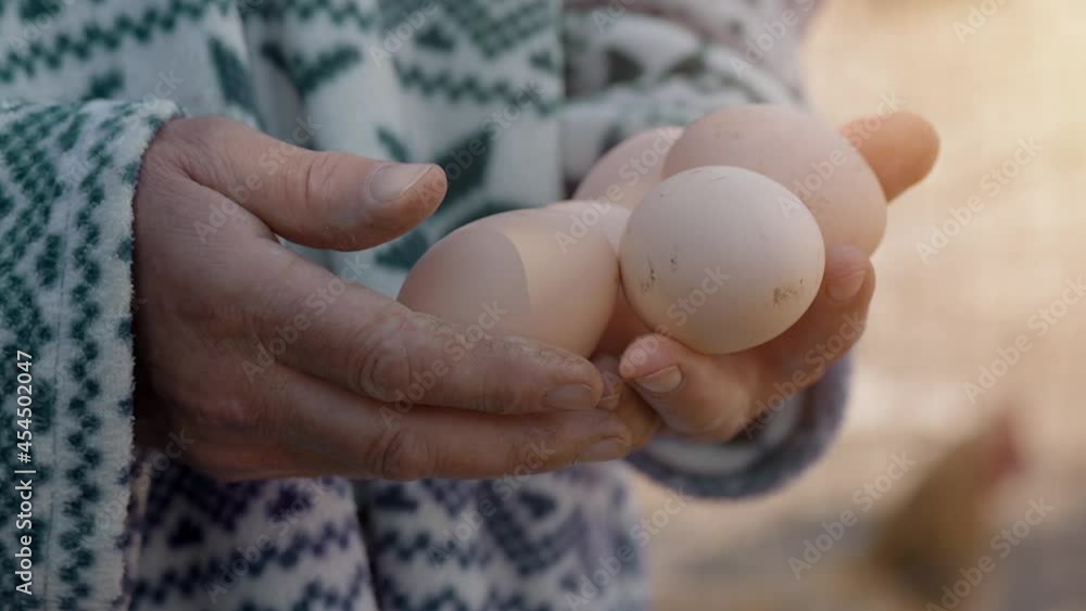 Close up hands of a woman carefully holding organic eggs in her palms. Chicken in the background Close up hands of a woman carefully holding organic eggs in her palms. Chicken in the background