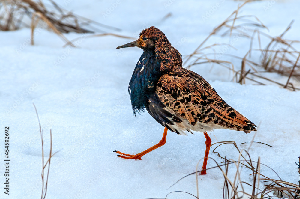 Fototapeta premium Ruff (Philomachus pugnax) in Barents Sea coastal area, Russia