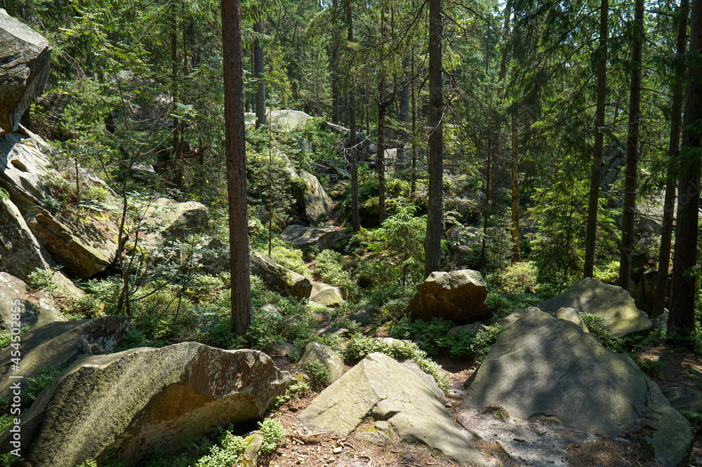 Mysterious state forest on a mountainside Mysterious state forest on a mountainside