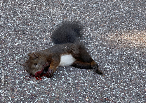 Squirrel run over and dead on the street photo