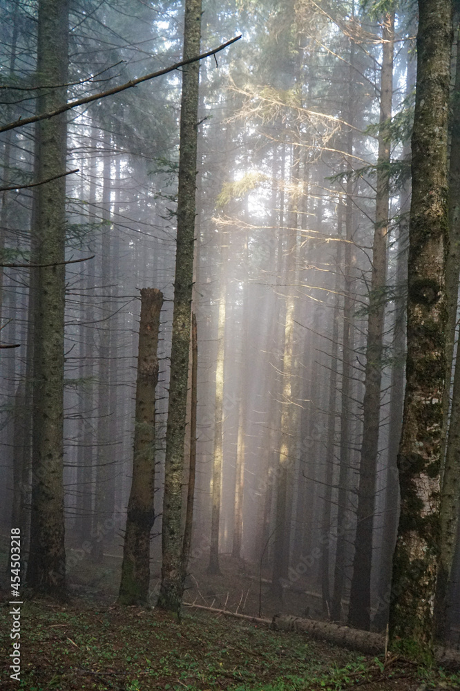 Fototapeta premium The rays of the morning sun make their way through the morning forest in the mountains. 