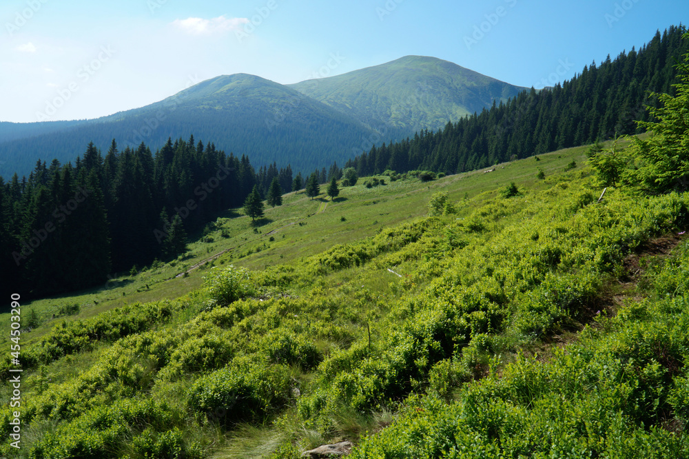 View of the green Carpathian mountains. On the way to Mount Hoverla, the highest point in Ukraine. View of the green Carpathian mountains. On the way to Mount Hoverla, the highest point in Ukraine.