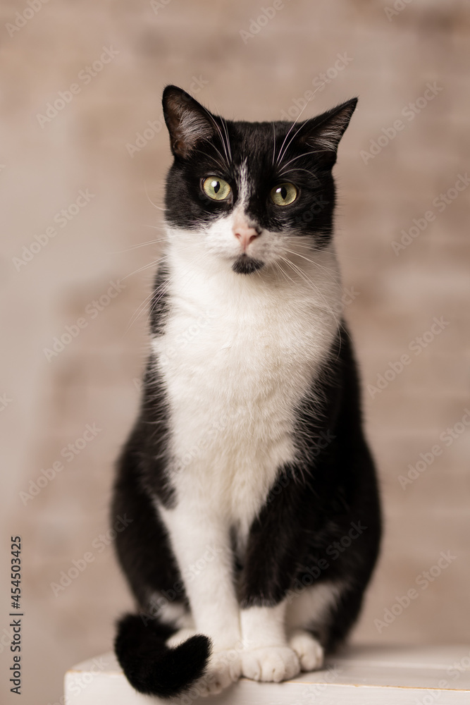 Black and white cat portrait - relaxed cat sitting Black and white cat portrait - relaxed cat sitting