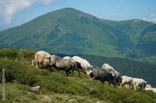 Shepherds drive a flock of sheep along the slopes of the Carpathian mountains from one pasture to another.