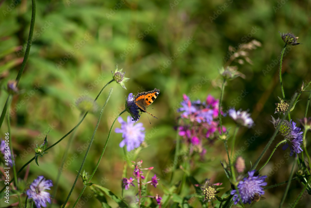 Closeup of colorful butterfly on wild flower in a meadow Closeup of colorful butterfly on wild flower in a meadow