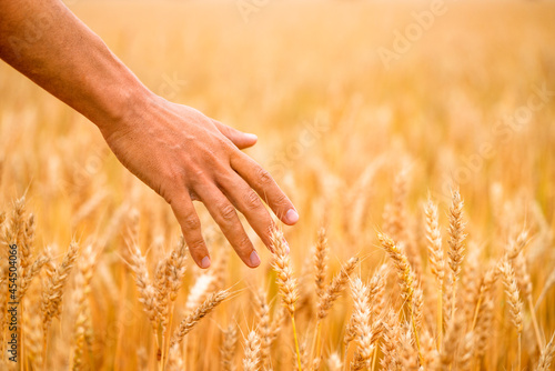 Man hand touching golden wheat ear in wheat field. Rural landscape.