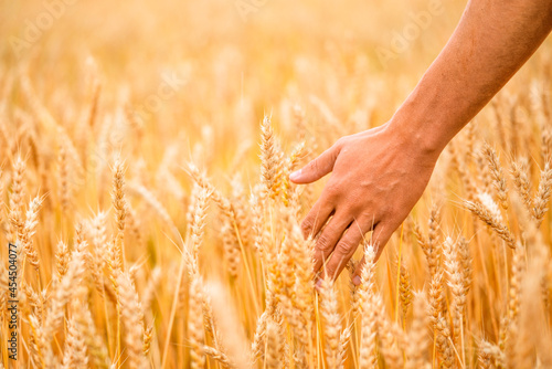 Hands of farmer holding of golden wheat spikes in wheat field.