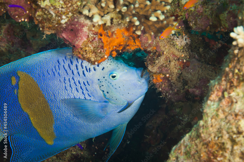 Obraz premium Fish of the Red Sea. Yellowbar angelfish