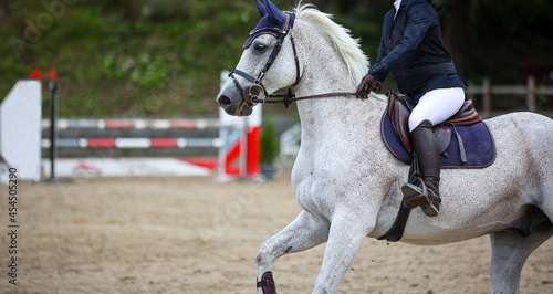 Horse with rider in a tournament, approaching the next obstacle, horse white gray..