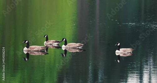 a group of canadian geese floating on a lake