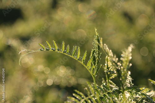 Vicia cracca, Cow Vetch, bird vetch, tufted vetch. Bokeh light. Bokeh effect. Abundant sparkling dew on the green grass. A curl of grass in shining dew. Dew sparkles on the green grass in the dawn. 