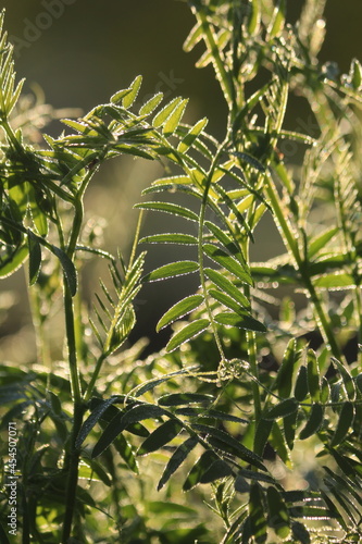 Vicia cracca, Cow Vetch, bird vetch, tufted vetch. Abundant dew sparkles on the green grass in the meadow at dawn. Dew drops shine in the sunlight on green grass in early summer morning. Vertical.