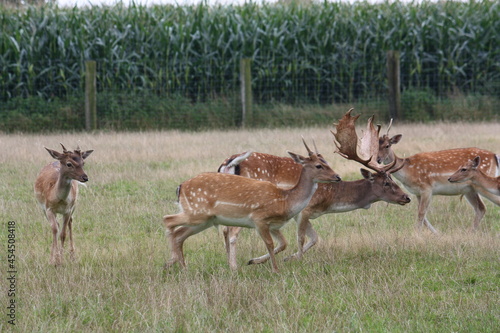Flüchtende Damhirsche auf dem Feld
