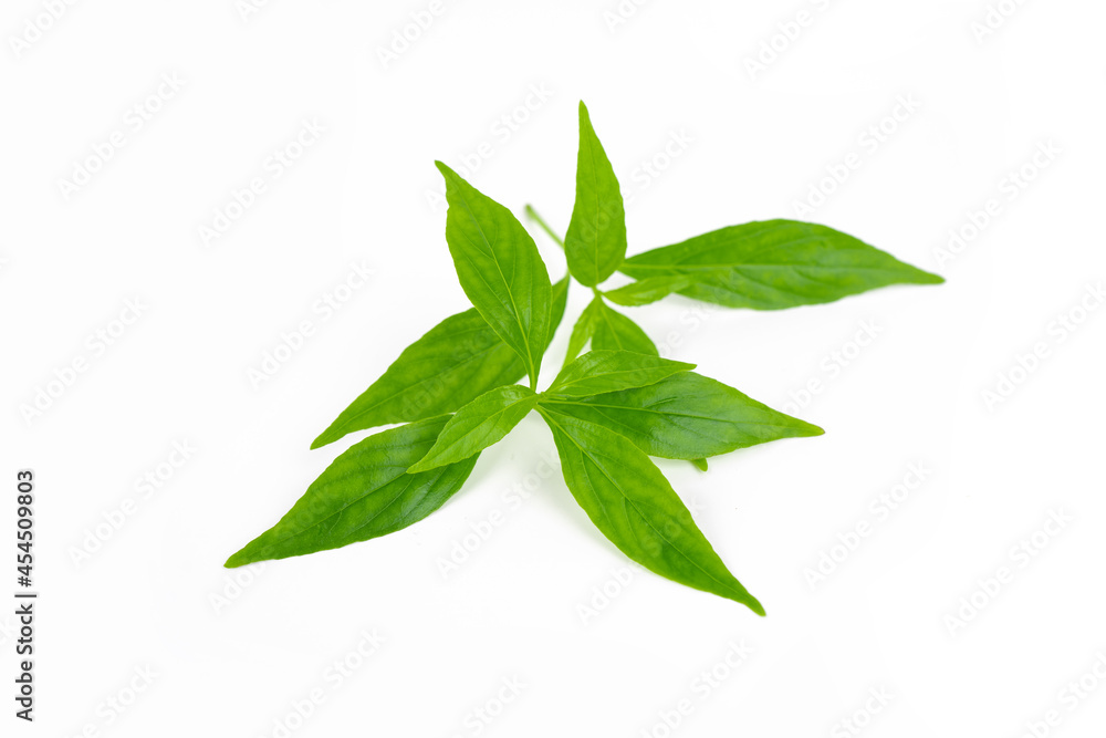 Branch of fresh Andrographis paniculata leaf isolated on white background. Thai herb medicine plant concept. Branch of fresh Andrographis paniculata leaf isolated on white background. Thai herb medicine plant concept.