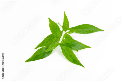 Fototapeta Naklejka Na Ścianę i Meble -  Branch of fresh Andrographis paniculata leaf isolated on white background. Thai herb medicine plant concept.