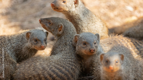 фотографія a family of banded mongooses