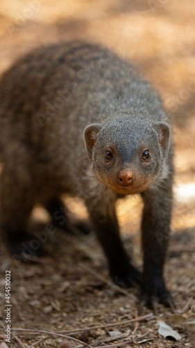 portrait of a banded mongoose