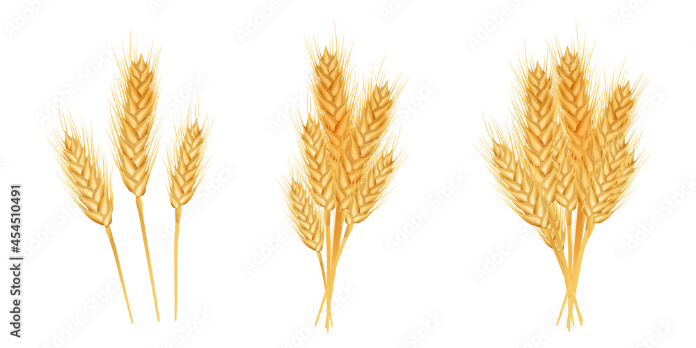 Set of wheat ears ripe, spikelets and grains. .Design element for organic products, bakery, farming..Isolated on white background..Vector illustration. Set of wheat ears ripe, spikelets and grains. .Design element for organic products, bakery, farming..Isolated on white background..Vector illustration.