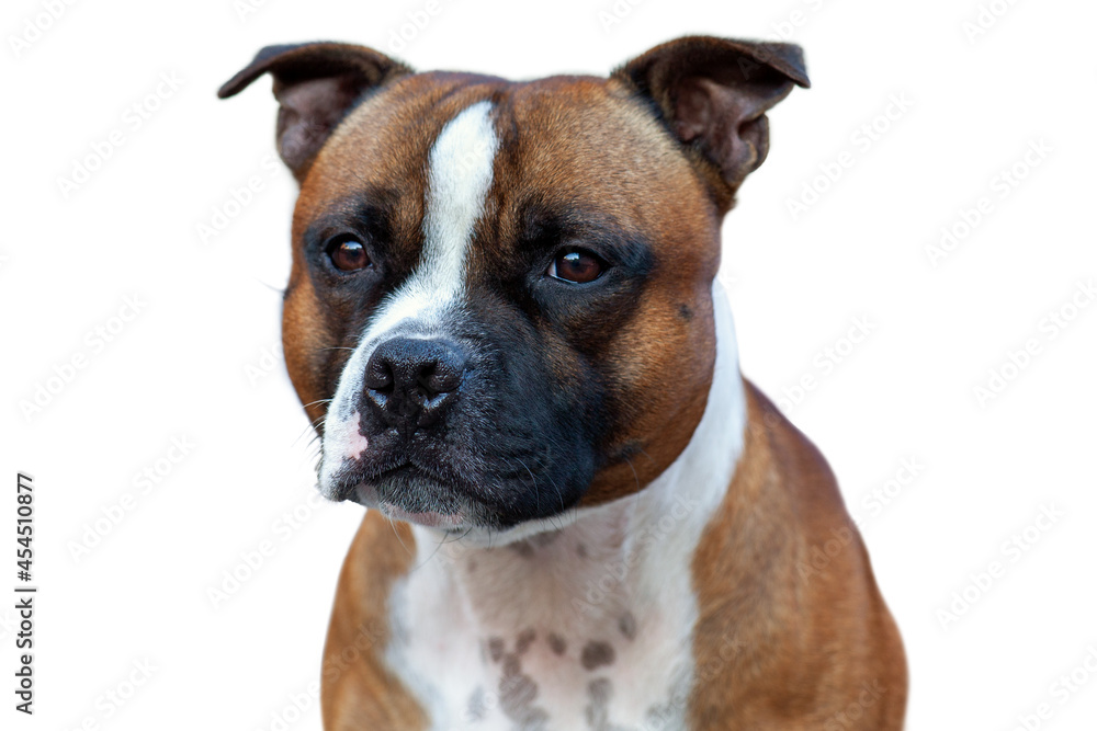 Isolated close-up portrait of Staffordshire Bull terrier breed dog of red and white color on empty background. Serious face expression, smart purebred pet with attentive look. Copy space.
