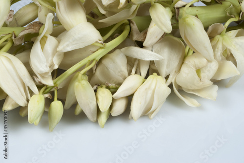 Coffee tree blossom with white color flower close up view photo