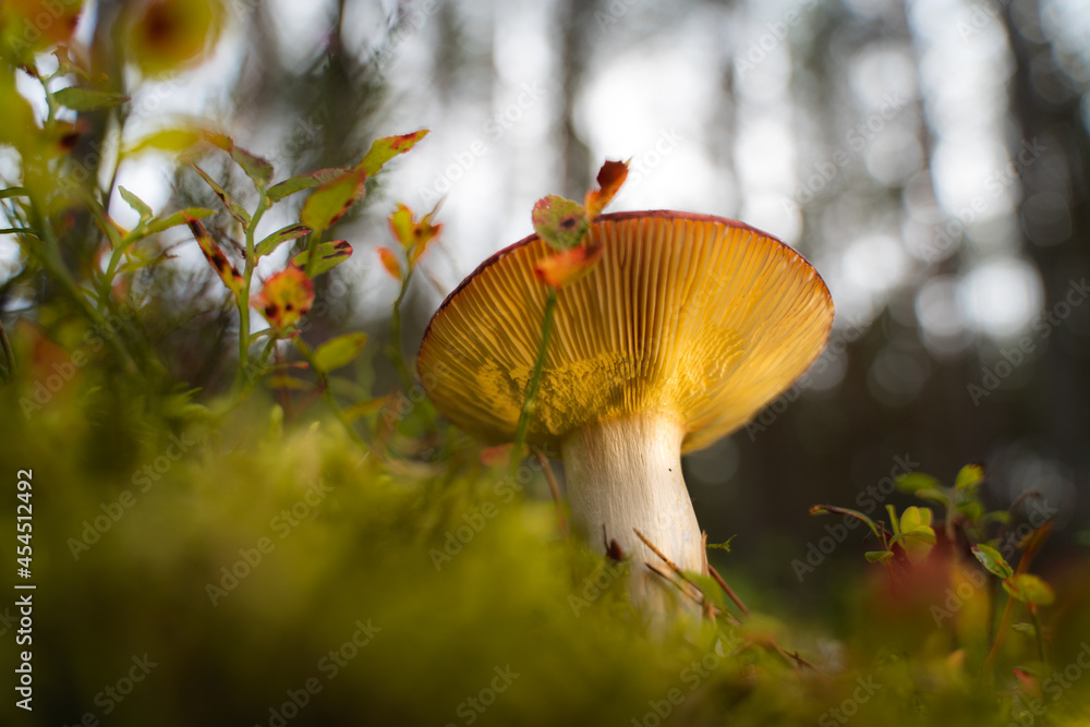 Mushroom from low angle Mushroom from low angle